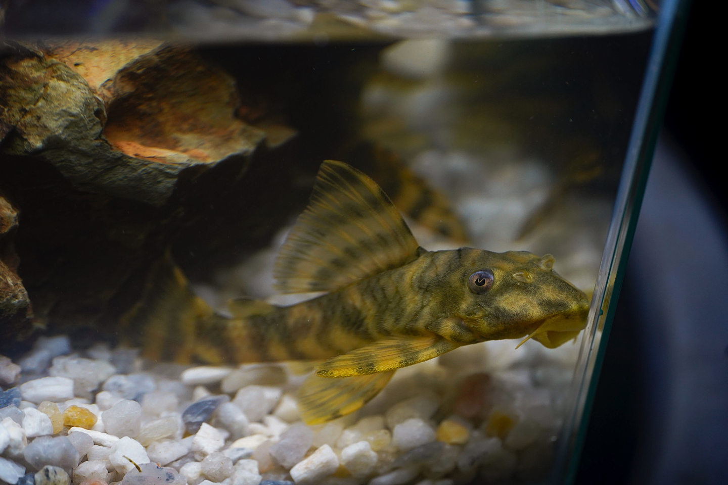 Peckoltia sp. (L069)  - Laranja Preto Pleco 5-9 cm 6