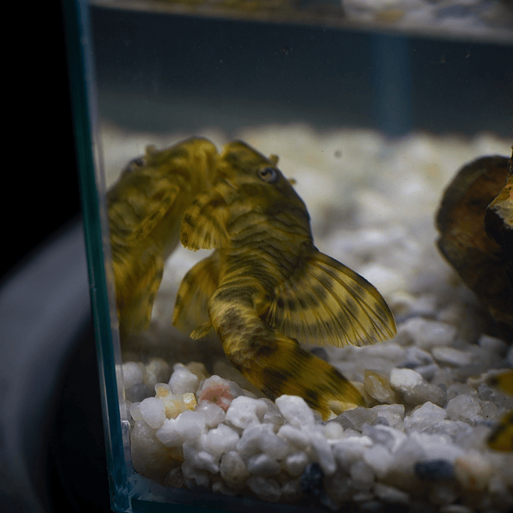 Peckoltia sp. (L069)  - Laranja Preto Pleco 5-9 cm 11