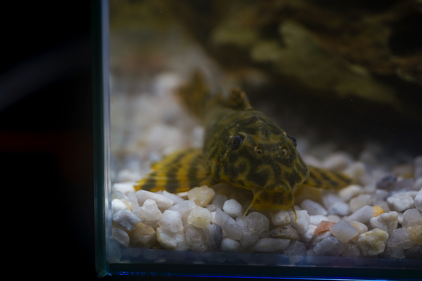 Peckoltia sp. (L069)  - Laranja Preto Pleco 5-9 cm 13