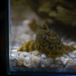 Peckoltia sp. (L069)  - Laranja Preto Pleco 5-9 cm - Thumbnail 13