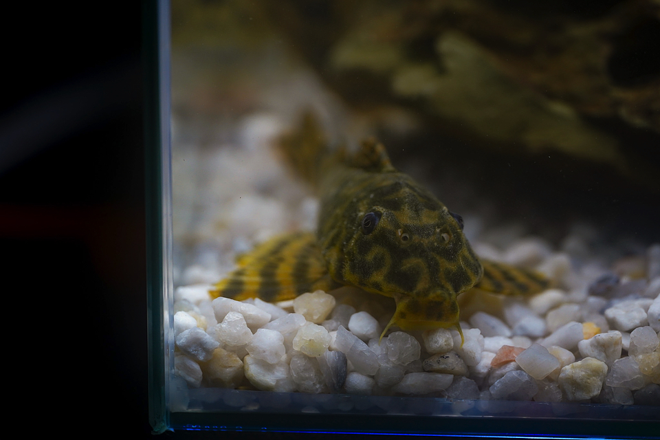 Peckoltia sp. (L069)  - Laranja Preto Pleco 5-9 cm 13