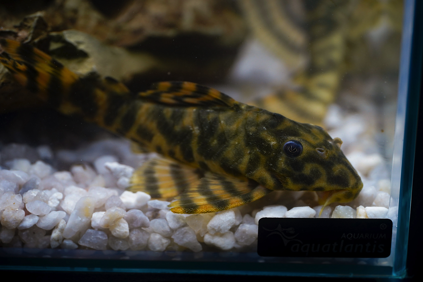 Peckoltia sp. (L069)  - Laranja Preto Pleco 5-9 cm 14