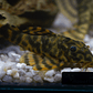 Peckoltia sp. (L069)  - Laranja Preto Pleco 5-9 cm - Thumbnail 14