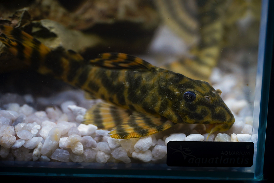 Peckoltia sp. (L069)  - Laranja Preto Pleco 5-9 cm 14