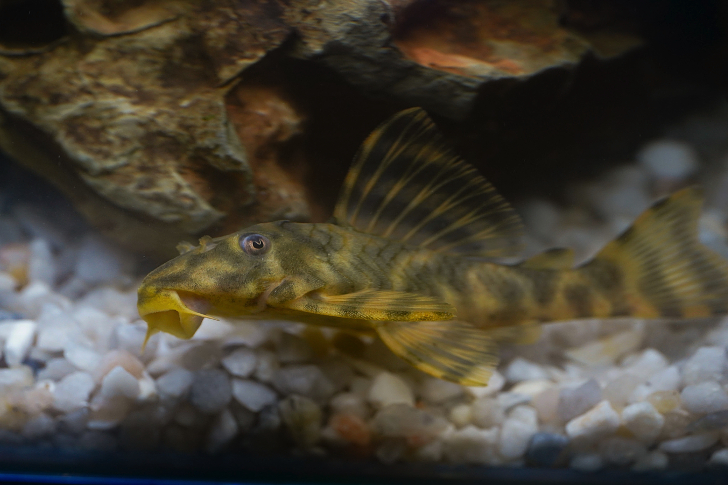 Peckoltia sp. (L069)  - Laranja Preto Pleco 5-9 cm 15