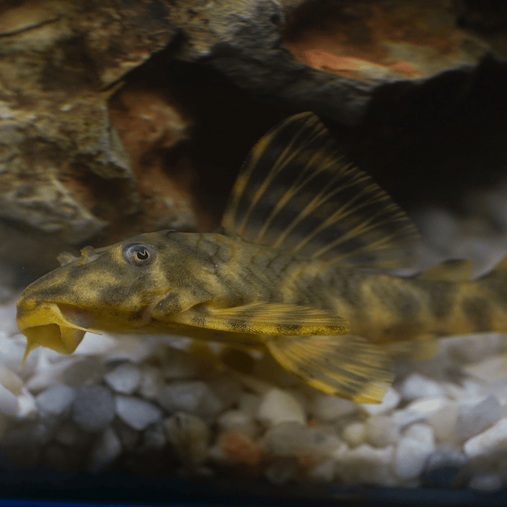Peckoltia sp. (L069)  - Laranja Preto Pleco 5-9 cm 15