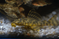 Peckoltia sp. (L069)  - Laranja Preto Pleco 5-9 cm - Thumbnail 15