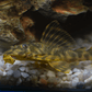 Peckoltia sp. (L069)  - Laranja Preto Pleco 5-9 cm - Thumbnail 15