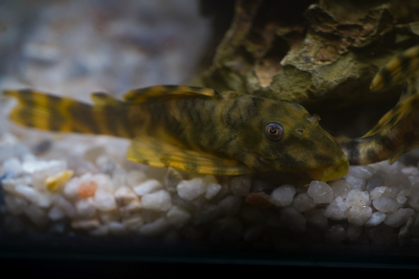 Peckoltia sp. (L069)  - Laranja Preto Pleco 5-9 cm 16