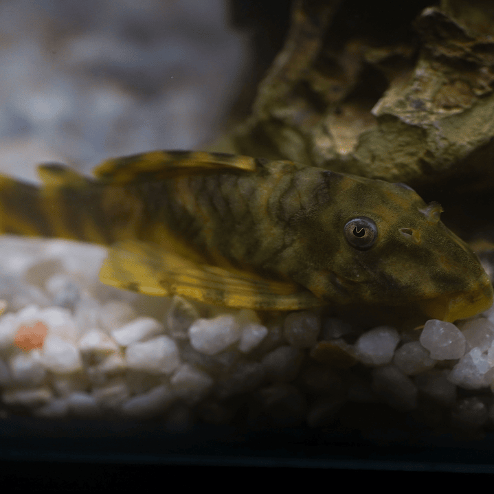 Peckoltia sp. (L069)  - Laranja Preto Pleco 5-9 cm 16