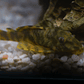 Peckoltia sp. (L069)  - Laranja Preto Pleco 5-9 cm - Thumbnail 16
