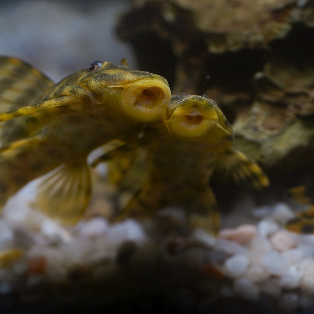 Peckoltia sp. (L069)  - Laranja Preto Pleco 5-9 cm 17