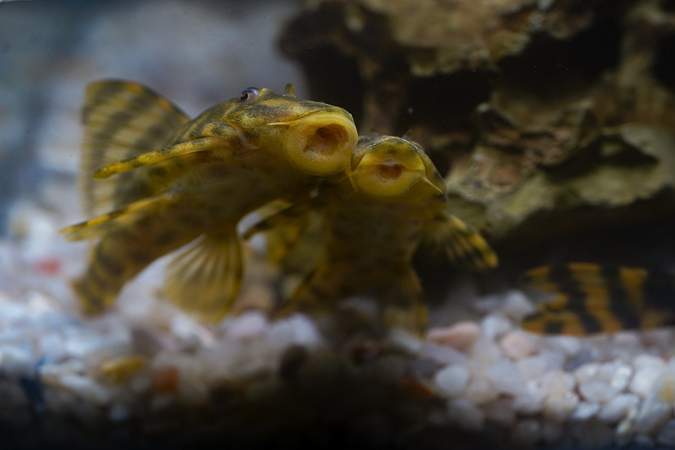 Peckoltia sp. (L069)  - Laranja Preto Pleco 5-9 cm 17