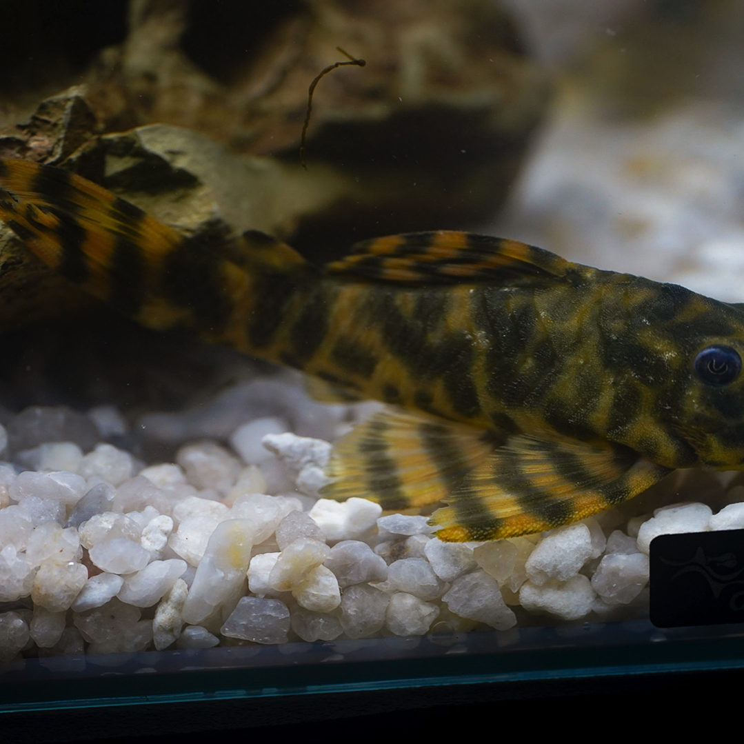 Peckoltia sp. (L069)  - Laranja Preto Pleco 5-9 cm 18
