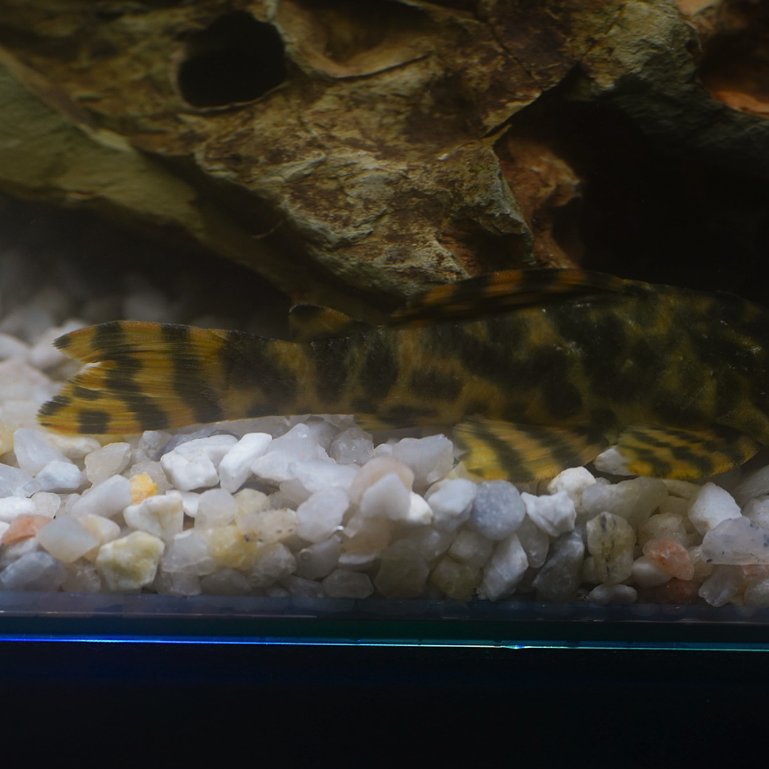 Peckoltia sp. (L069)  - Laranja Preto Pleco 5-9 cm 19