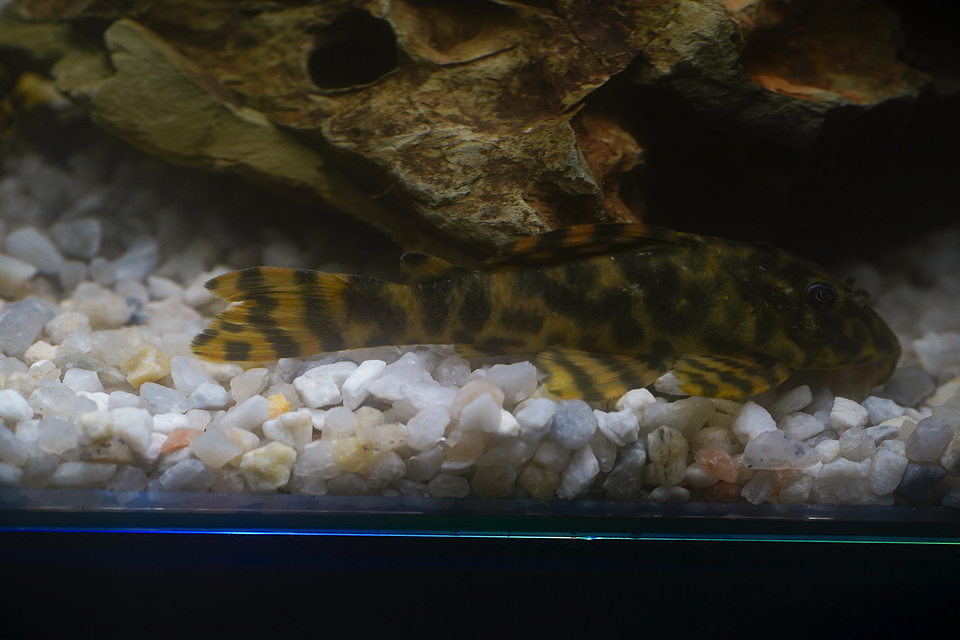 Peckoltia sp. (L069)  - Laranja Preto Pleco 5-9 cm 19