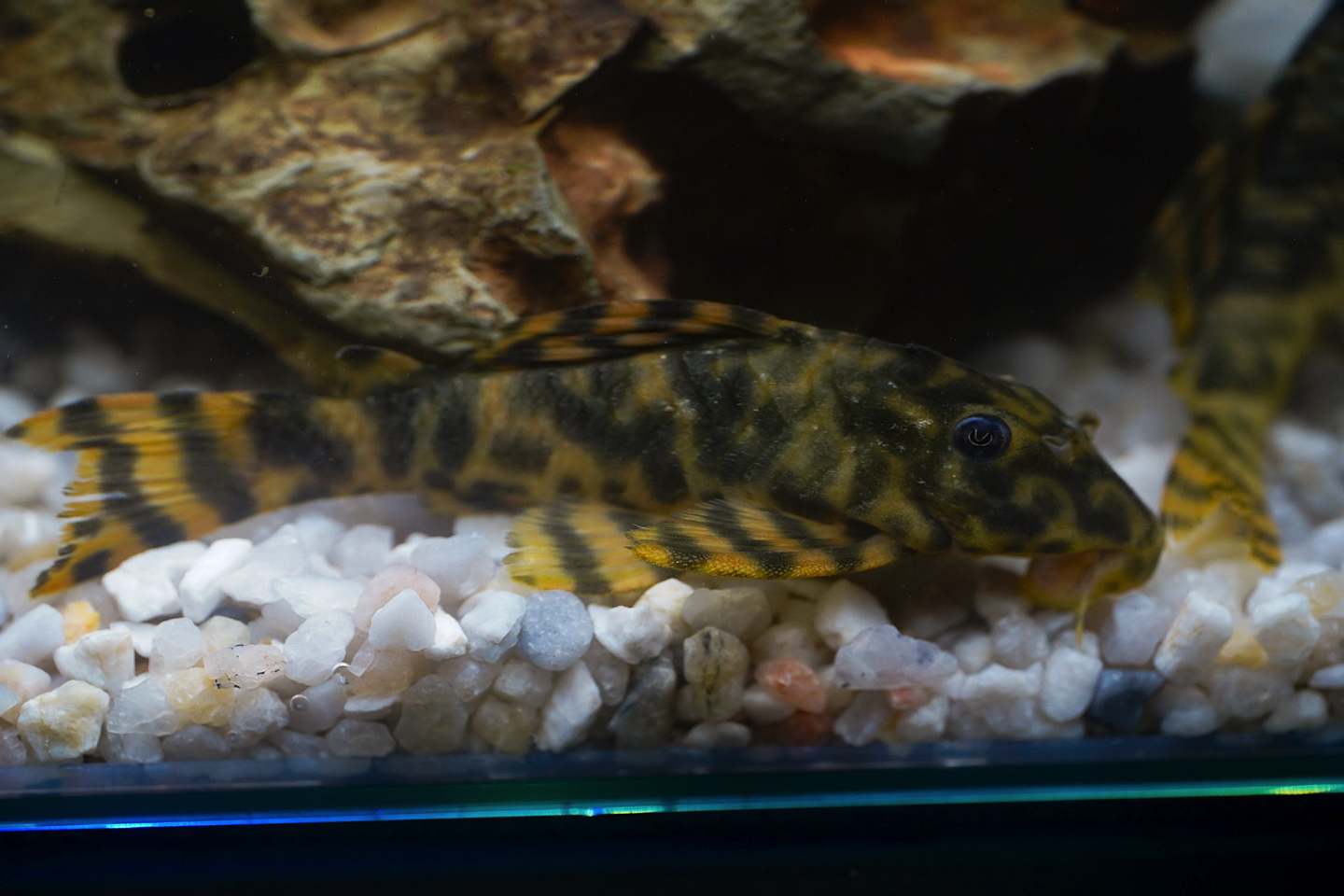 Peckoltia sp. (L069)  - Laranja Preto Pleco 5-9 cm 20