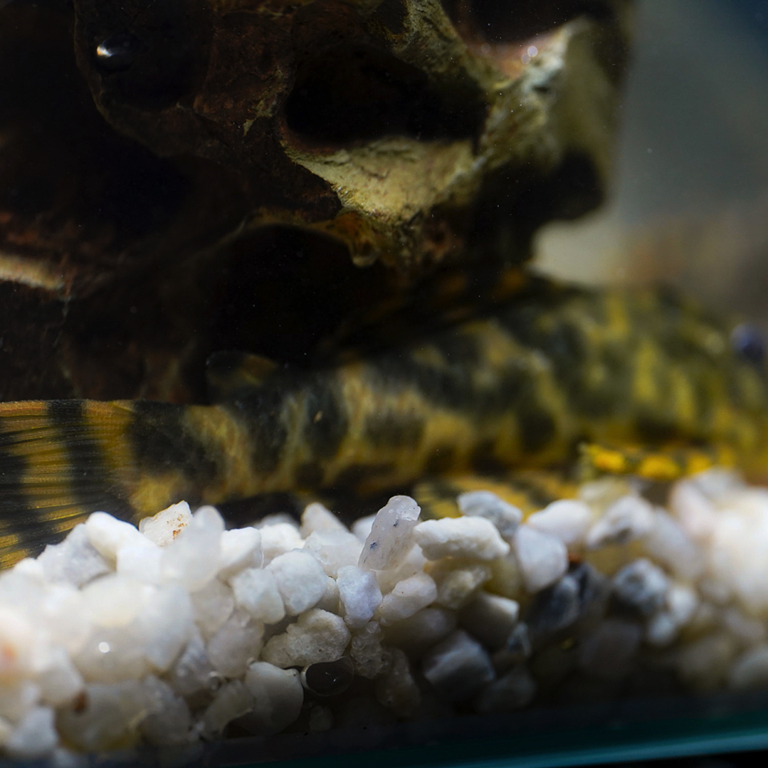 Peckoltia sp. (L069)  - Laranja Preto Pleco 10-14 cm 2