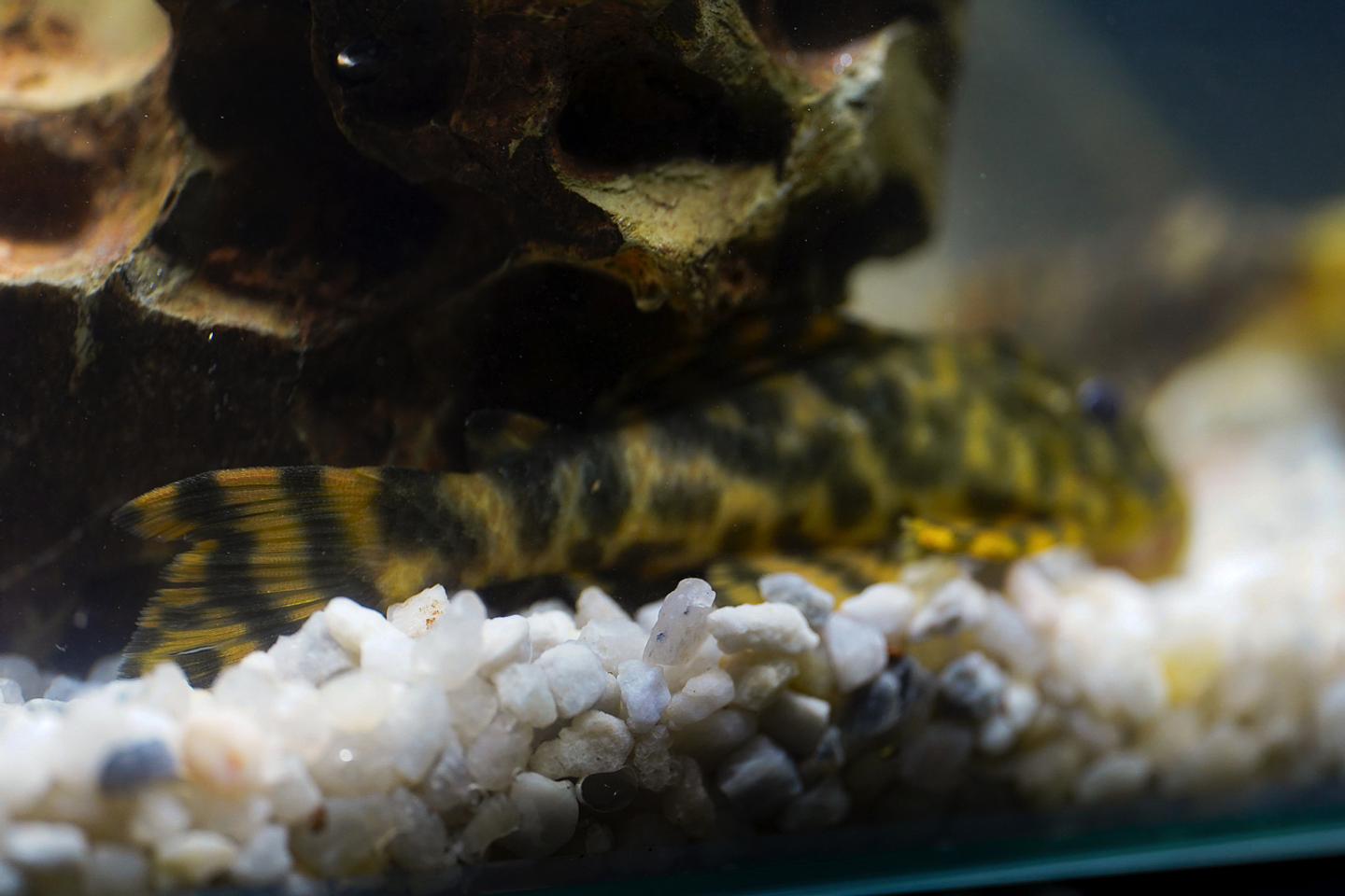 Peckoltia sp. (L069)  - Laranja Preto Pleco 10-14 cm 2