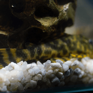 Peckoltia sp. (L069)  - Laranja Preto Pleco 10-14 cm