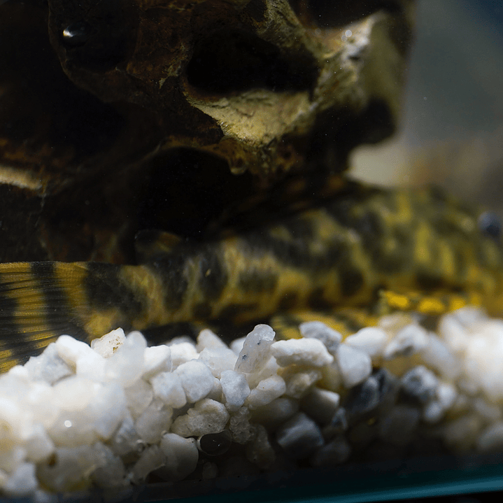 Peckoltia sp. (L069)  - Laranja Preto Pleco 10-14 cm 2