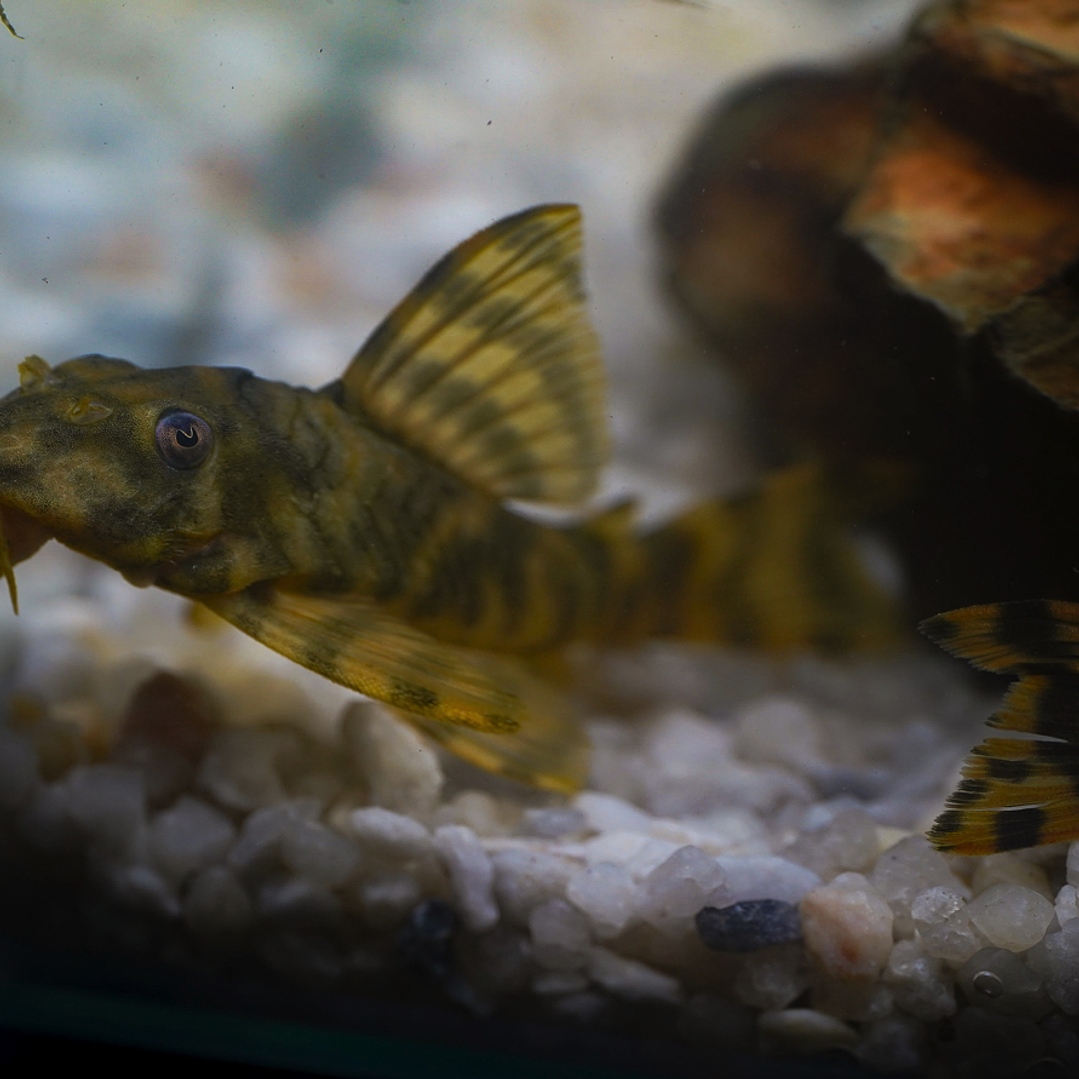 Peckoltia sp. (L069)  - Laranja Preto Pleco 10-14 cm 4