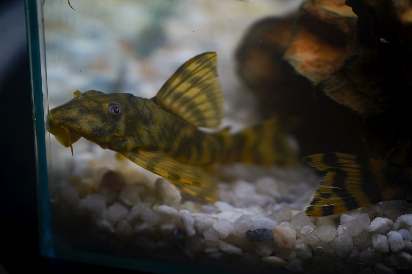 Peckoltia sp. (L069)  - Laranja Preto Pleco 10-14 cm 4