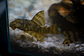 Peckoltia sp. (L069)  - Laranja Preto Pleco 10-14 cm - Thumbnail 4