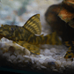 Peckoltia sp. (L069)  - Laranja Preto Pleco 10-14 cm - Thumbnail 4