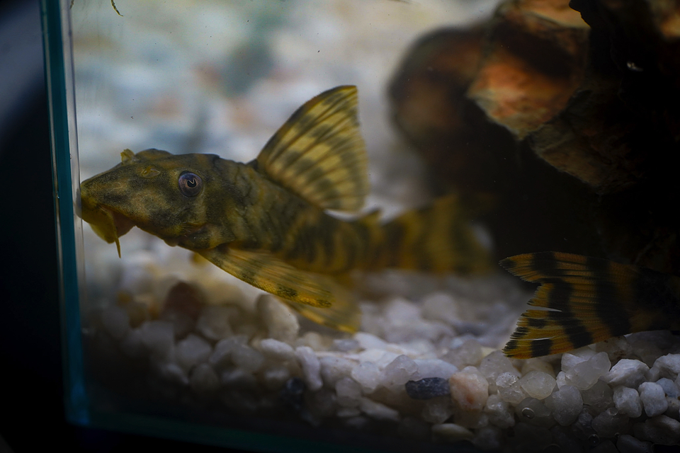 Peckoltia sp. (L069)  - Laranja Preto Pleco 10-14 cm 4