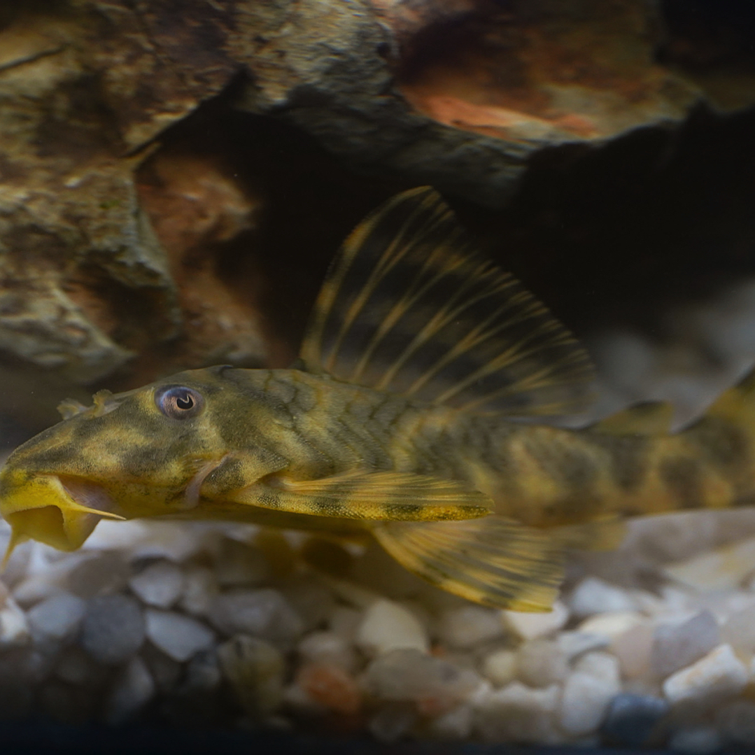 Peckoltia sp. (L069)  - Laranja Preto Pleco 10-14 cm 6