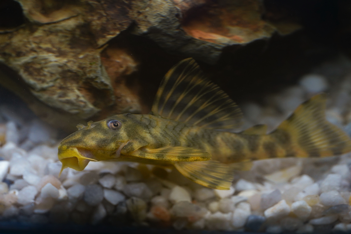 Peckoltia sp. (L069)  - Laranja Preto Pleco 10-14 cm 6