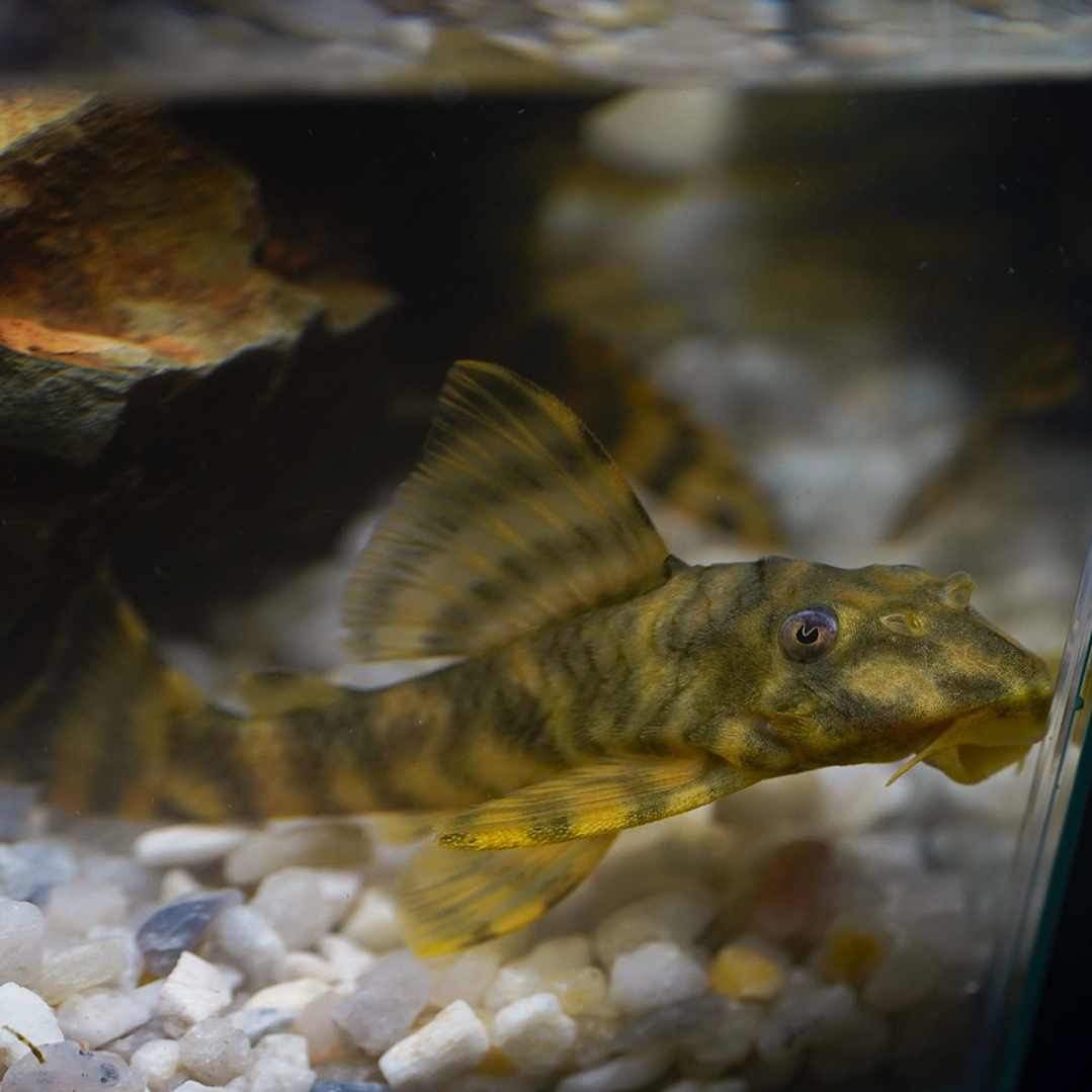 Peckoltia sp. (L069)  - Laranja Preto Pleco 10-14 cm 1