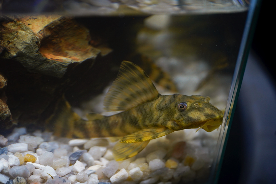 Peckoltia sp. (L069)  - Laranja Preto Pleco 10-14 cm 1