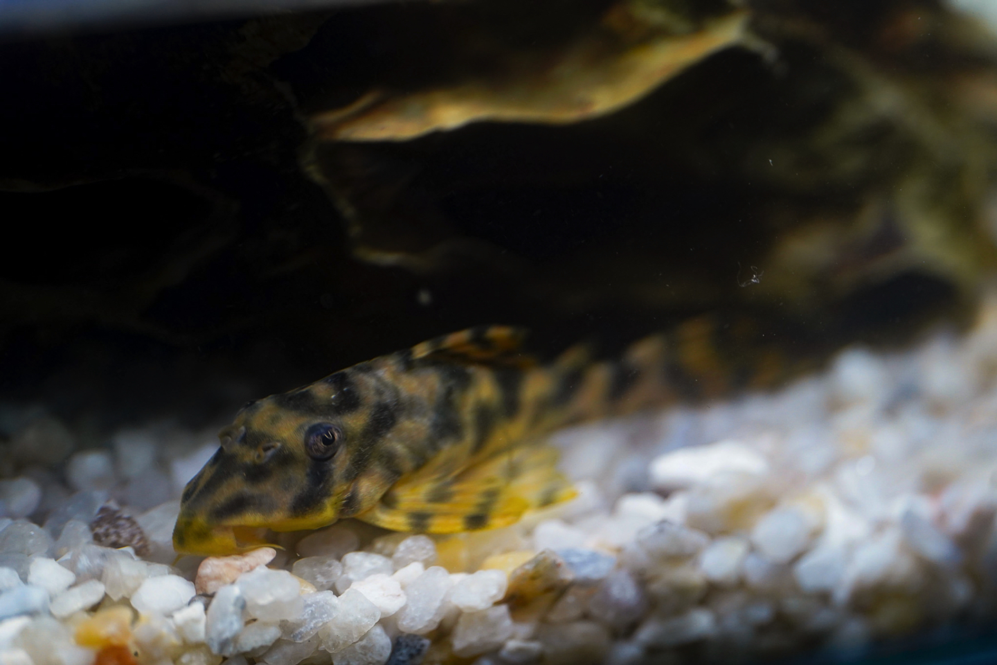 Peckoltia sp. (L069)  - Laranja Preto Pleco 10-14 cm 3