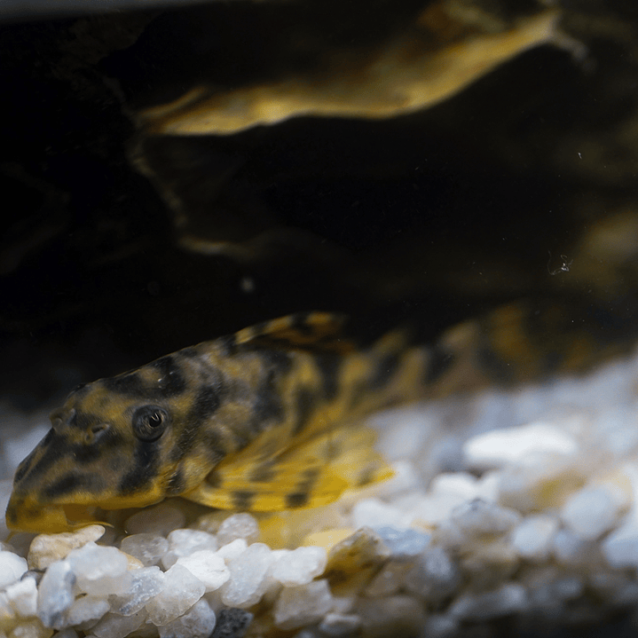 Peckoltia sp. (L069)  - Laranja Preto Pleco 10-14 cm 3