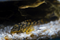 Peckoltia sp. (L069)  - Laranja Preto Pleco 10-14 cm - Thumbnail 3