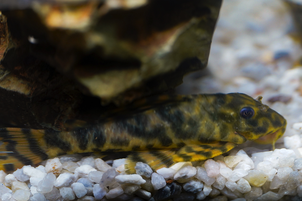 Peckoltia sp. (L069)  - Laranja Preto Pleco 10-14 cm 9