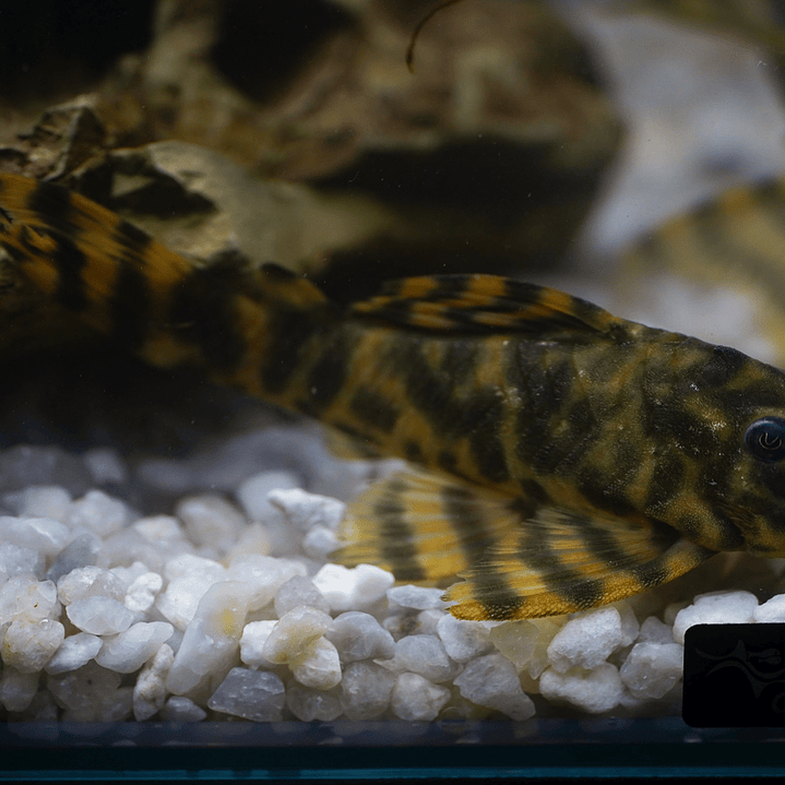 Peckoltia sp. (L069)  - Laranja Preto Pleco 10-14 cm 10