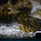 Peckoltia sp. (L069)  - Laranja Preto Pleco 10-14 cm - Thumbnail 10