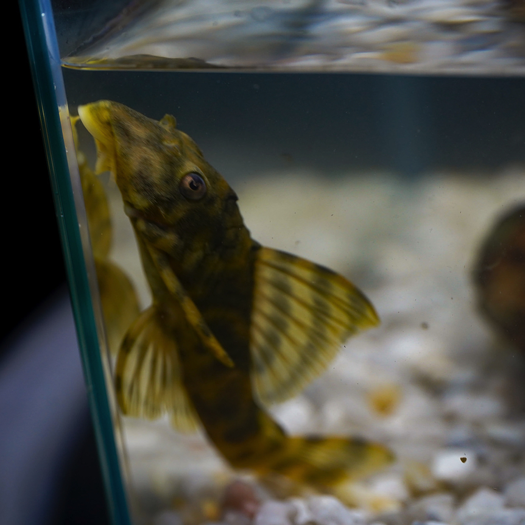 Peckoltia sp. (L069)  - Laranja Preto Pleco 10-14 cm 5