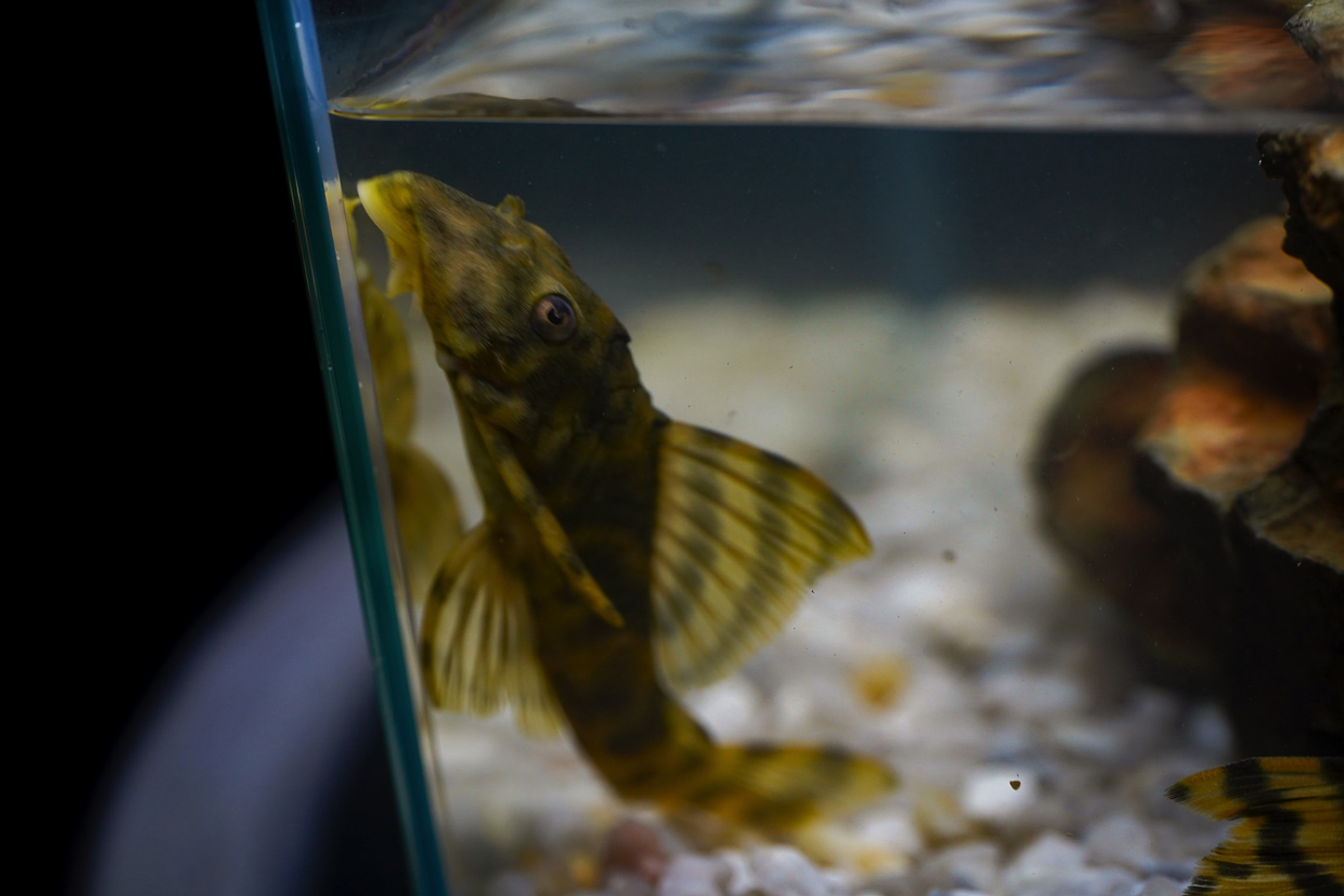 Peckoltia sp. (L069)  - Laranja Preto Pleco 10-14 cm 5