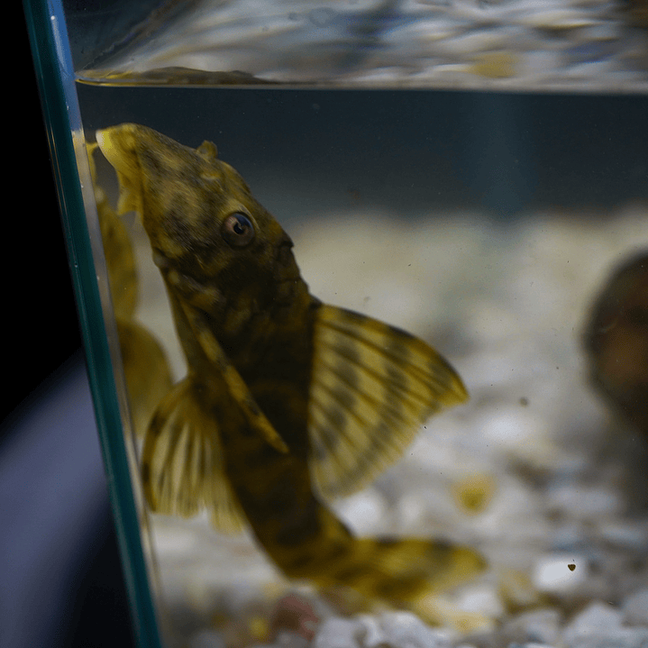 Peckoltia sp. (L069)  - Laranja Preto Pleco 10-14 cm 5