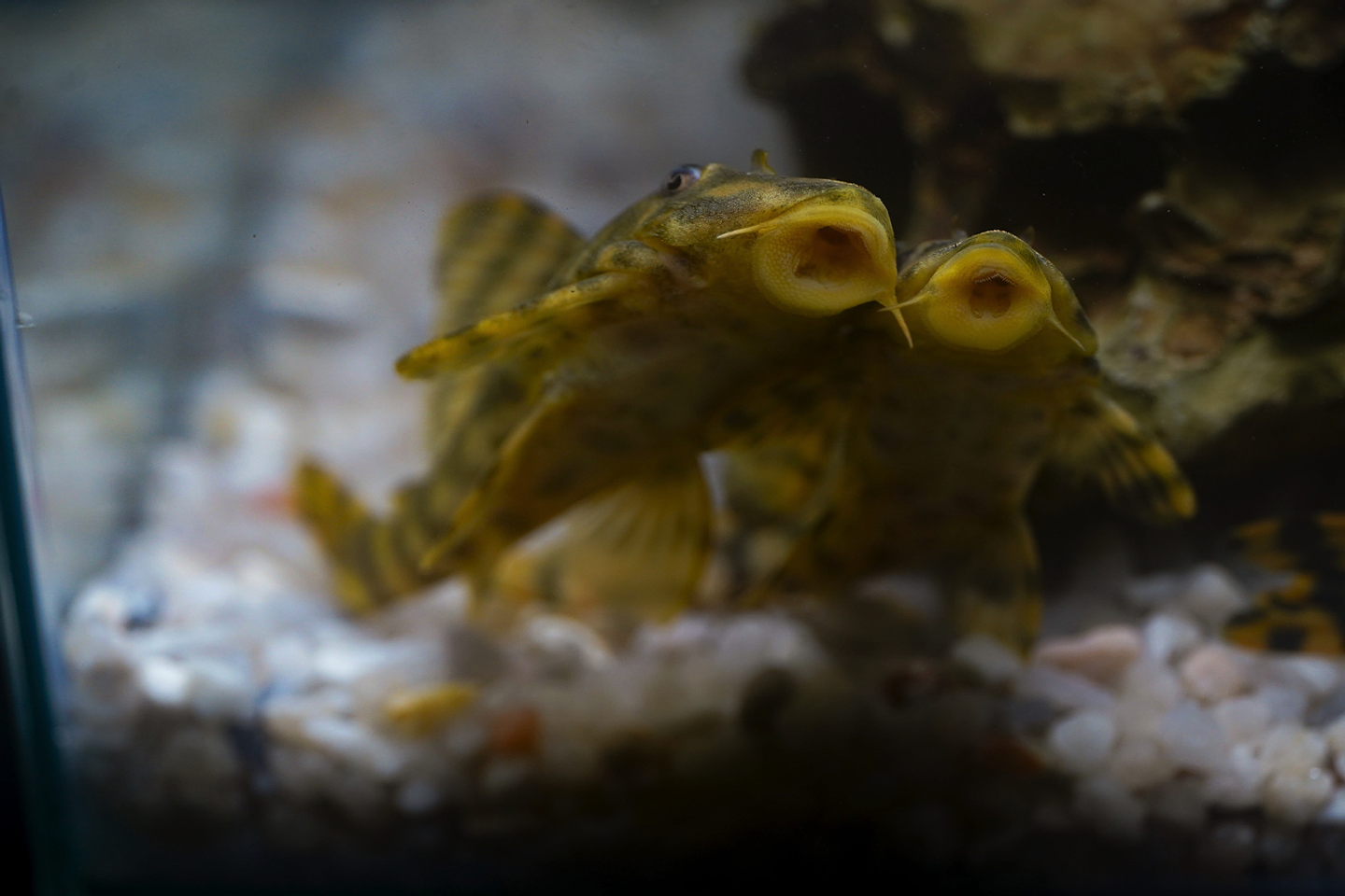 Peckoltia sp. (L069)  - Laranja Preto Pleco 10-14 cm 11