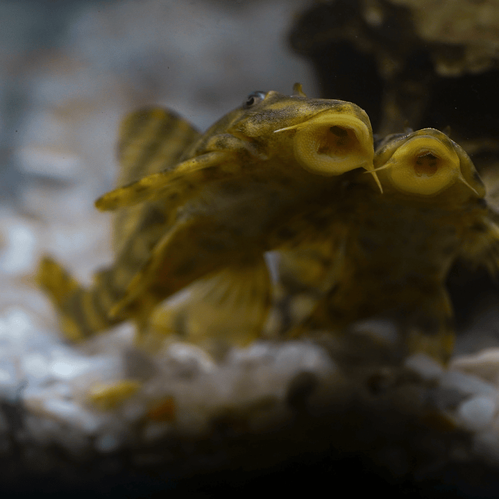 Peckoltia sp. (L069)  - Laranja Preto Pleco 10-14 cm 11