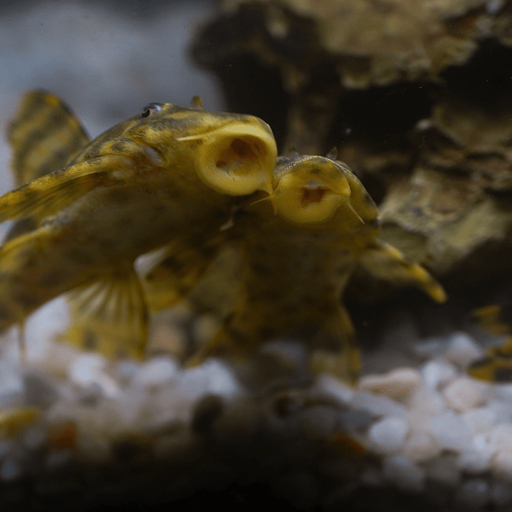 Peckoltia sp. (L069)  - Laranja Preto Pleco 10-14 cm 8