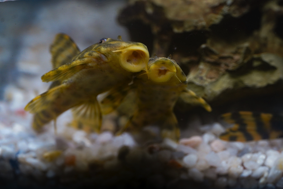 Peckoltia sp. (L069)  - Laranja Preto Pleco 10-14 cm 8