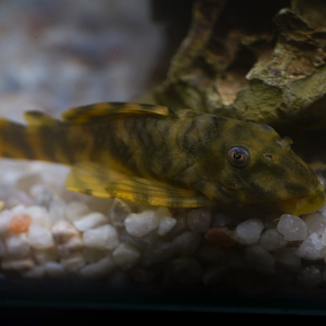 Peckoltia sp. (L069)  - Laranja Preto Pleco 10-14 cm 12