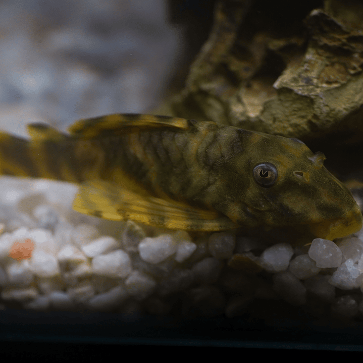 Peckoltia sp. (L069)  - Laranja Preto Pleco 10-14 cm 12