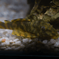Peckoltia sp. (L069)  - Laranja Preto Pleco 10-14 cm - Thumbnail 12